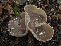 Malvipezia emileia