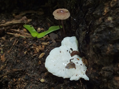 Amaropostia stiptica