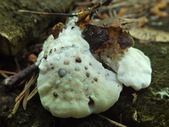 Amaropostia stiptica