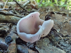 Malvipezia emileia