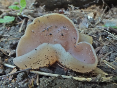 Malvipezia emileia
