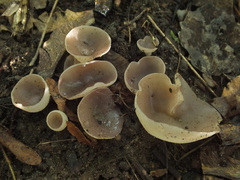 Malvipezia emileia