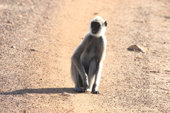 Semnopithecus priam thersites