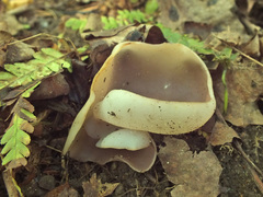 Malvipezia emileia