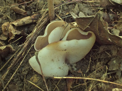 Malvipezia emileia