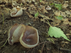 Malvipezia emileia