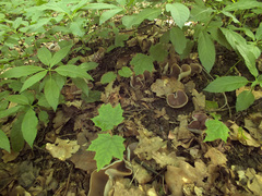 Malvipezia emileia