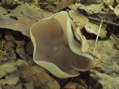 Malvipezia emileia