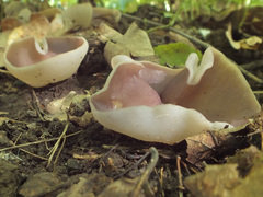 Malvipezia emileia