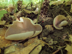 Malvipezia emileia