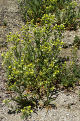 Emmenanthe penduliflora penduliflora