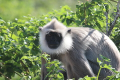 Semnopithecus priam thersites