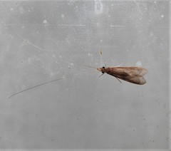 Triplectidinae