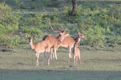 Chital photo 3