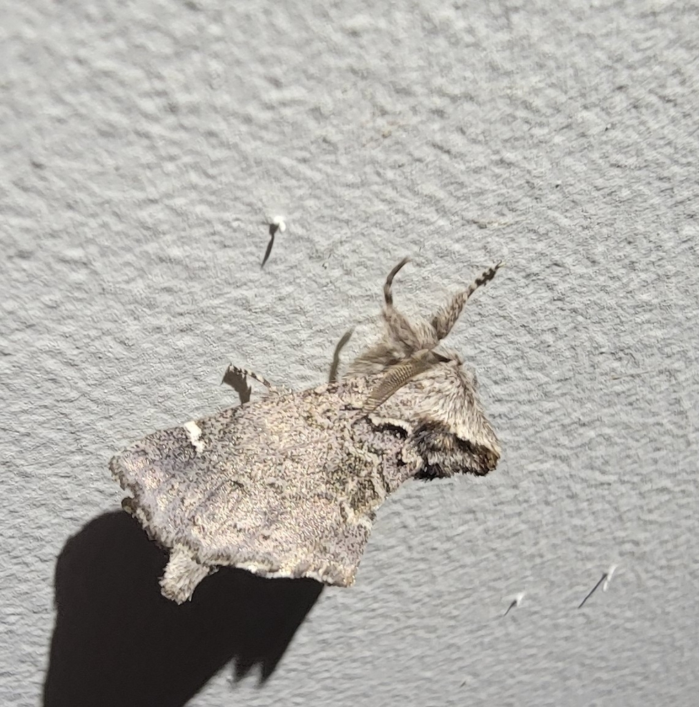 Rhegmatophila vinculum