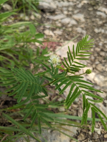 Desmanthus illinoensis