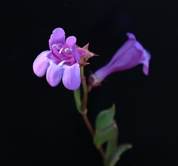 Penstemon leonardii var. higginsii