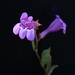 Higgins' Beardtongue - Photo (c) Brad Jorgensen, some rights reserved (CC BY-NC), uploaded by Brad Jorgensen