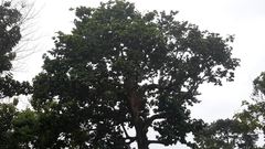 Cola gigantea