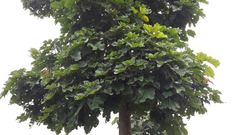 Cola gigantea