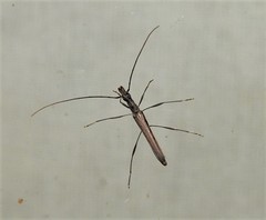 Rhinophthalmus