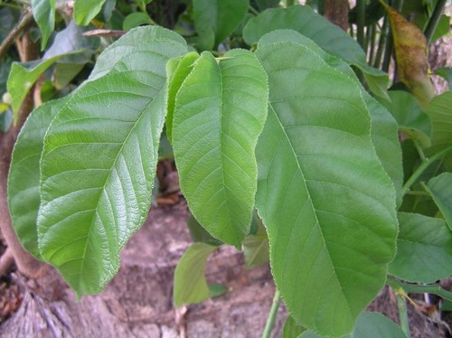 Milicia excelsa, photograph 1