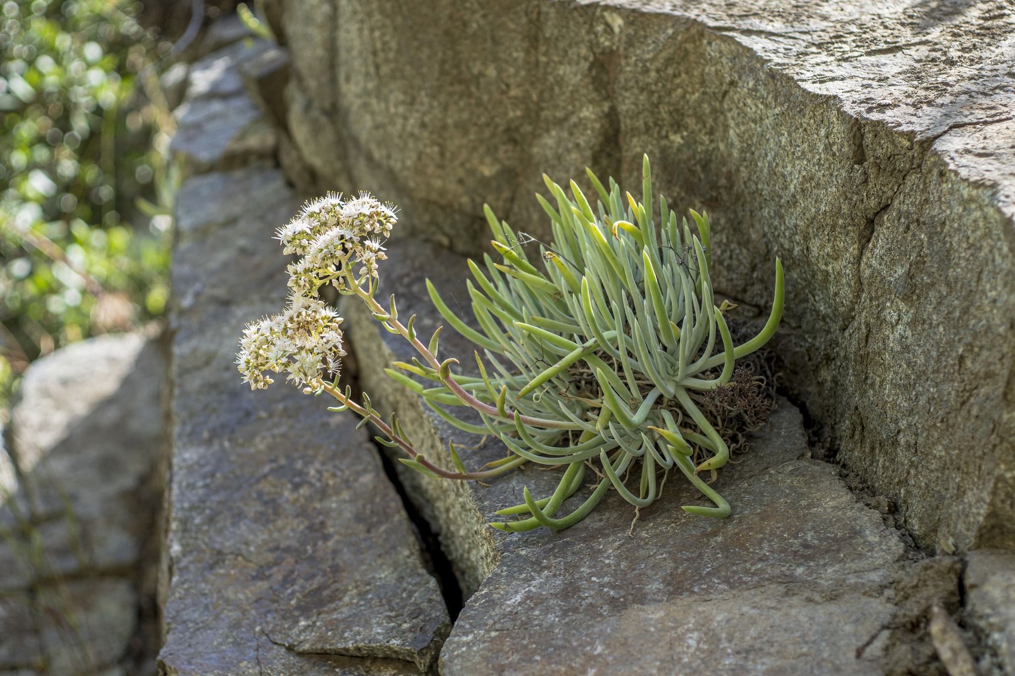 Dudleya densiflora