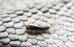 Ctenolepisma longicaudatum