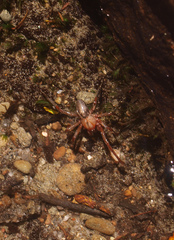 Megadictyna thilenii