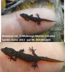 Sphaerodactylus