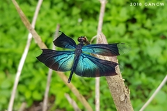 Rhyothemis plutonia