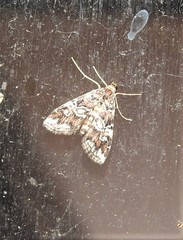 Elophila difflualis