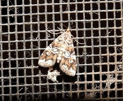 Elophila difflualis