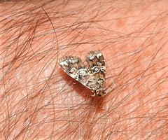 Elophila difflualis