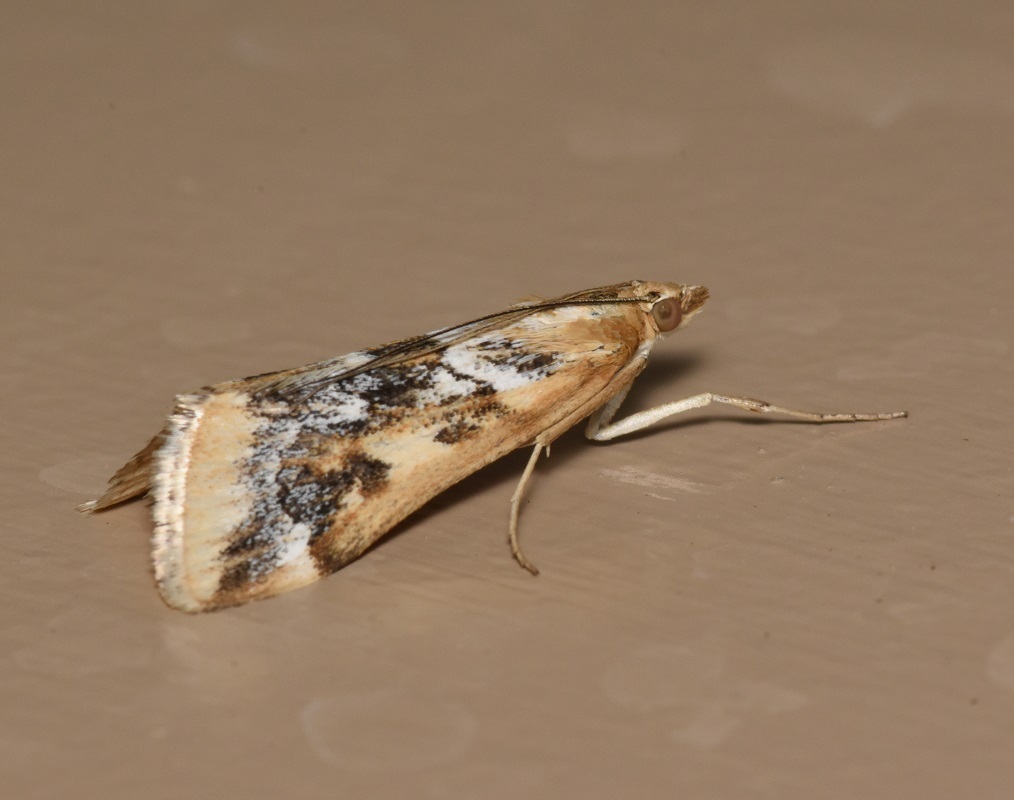 Loxostege lepidalis