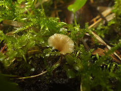 Cotylidia carpatica