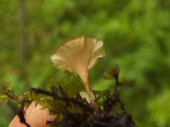 Cotylidia carpatica