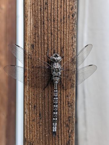 Zigzag Darner photo 4