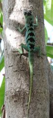 Anolis roquet salinei