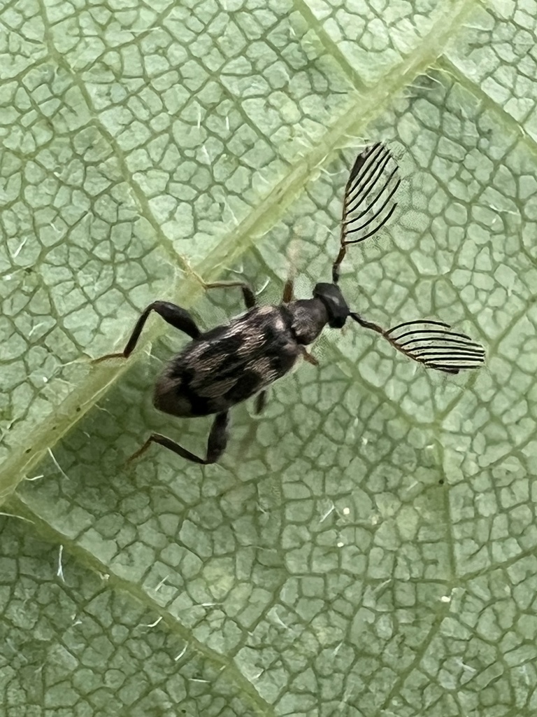 Emelinus melsheimeri