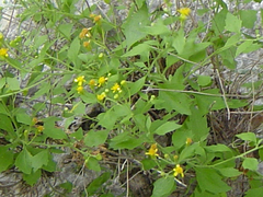 Perityle lindheimeri