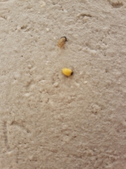 Coccinellidae