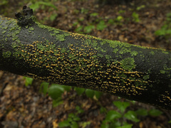 Pezicula acericola