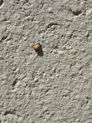 Coccinellidae