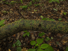 Pezicula acericola