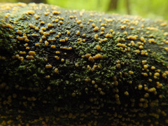 Pezicula acericola
