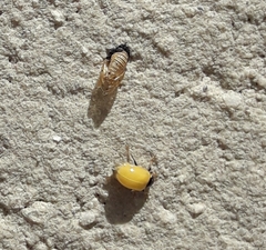 Coccinellidae