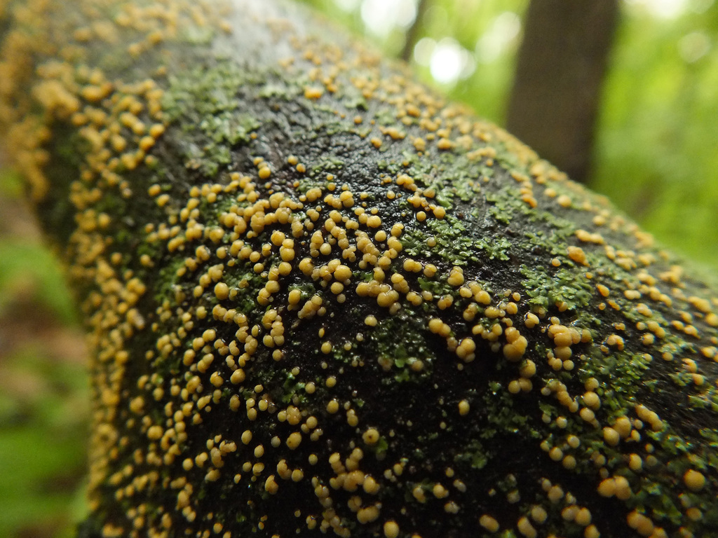 Pezicula acericola