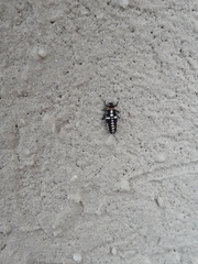 Coccinellidae