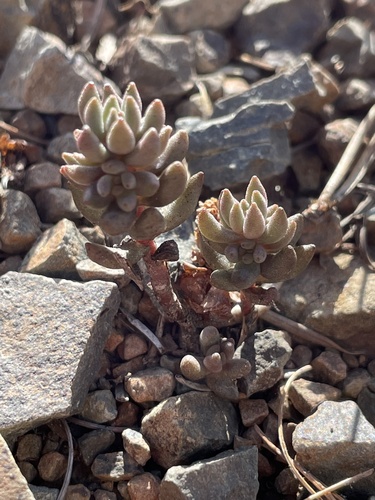 Sedum rupicola